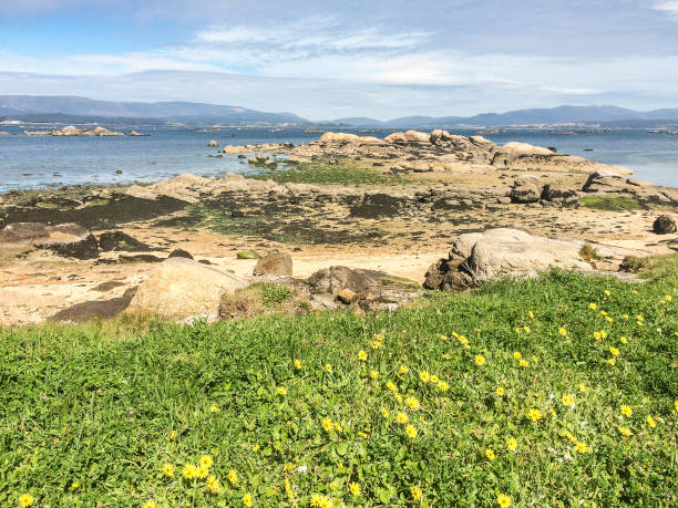 Low tide at springtime Sinas rocks on the coast of Vilanova de Arousa at springtime arctotheca calendula stock pictures, royalty-free photos & images
