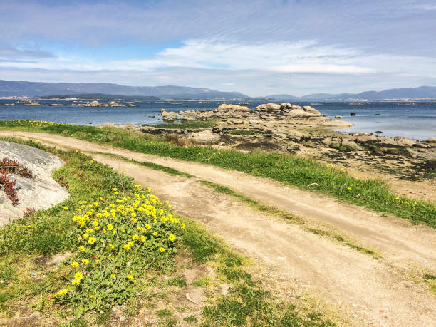 Coastal path at spring Flowers, path and Sinas coastal rocks at spring in Vilanova de Arousa arctotheca calendula stock pictures, royalty-free photos & images