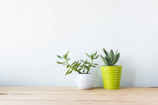 istock Indoor plant on wooden table and white wall 692179292