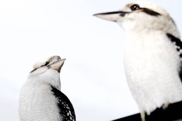 istock Two Kookaburras looking at each other 692179456