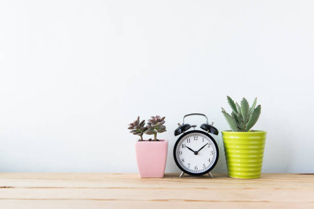 istock Plants and alarm clock on a white wall shelf 692179626
