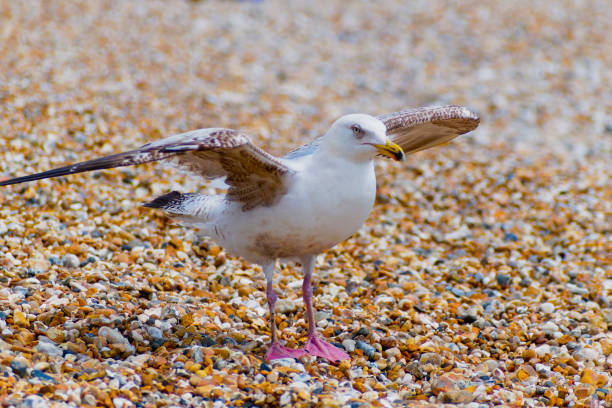 Seagull in a half-turn on a rocky beach in the morning light close-up. Blurred background. Russia, Crimea, 2019