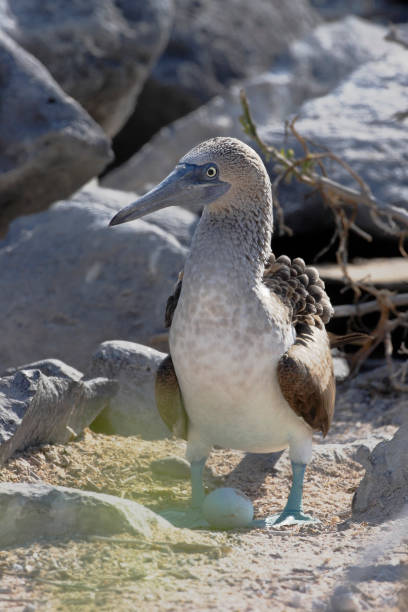 istock Blue-footed booby (Sula nebouxii) with egg at Punta Suarez on Espanola, Galapagos Islands 692183256
