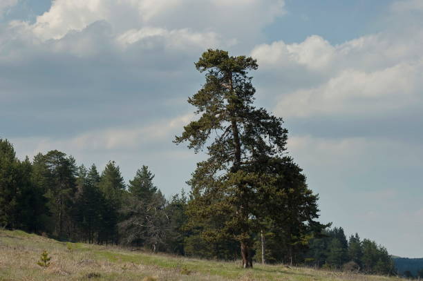 Majestic spring pine-tree, fresh glade with different grass and blossom  wildflower, Plana mountain
