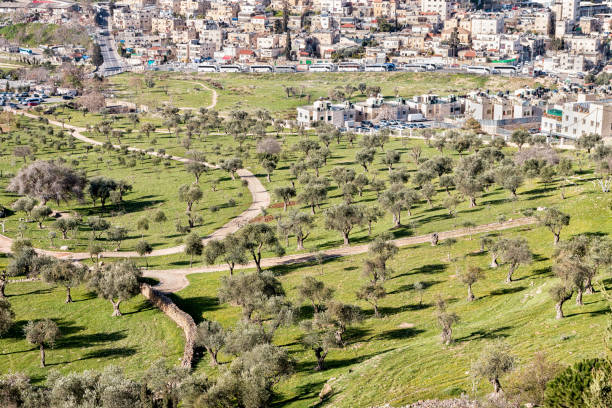 istock Field of Olive Trees in Jerusalem 692189682