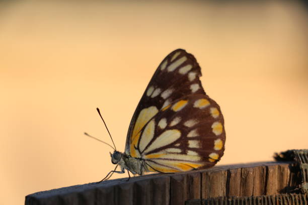 One white, yellow and black marked 'Caper White' 'Belenois java' Butterfly, sitting on timber fence in fading afternoon light. Side view.