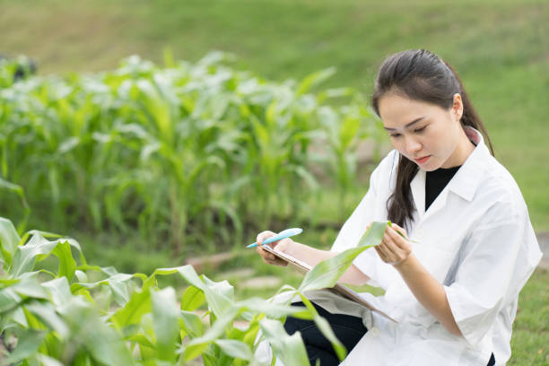 istock Biotechnology woman engineer examining plant leaf for disease 692192260