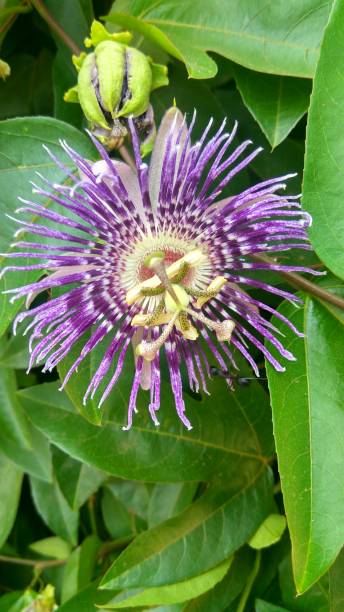istock strange purple flower 692195032