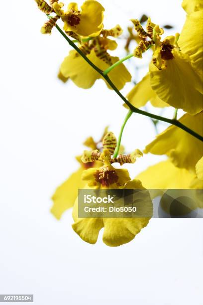Foto de Flor De Orquídea Chuva De Ouro Em Fundo Branco e mais fotos de  stock de Oncidium - Oncidium, Amarelo, Brasil - iStock
