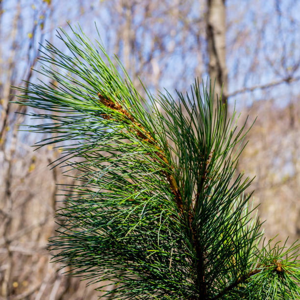 Siberian dwarf pine Siberian dwarf pine evergreen branch background element dwarf pine trees stock pictures, royalty-free photos & images
