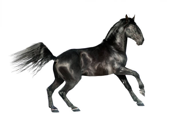 istock Free horses isolated on white background 692197512