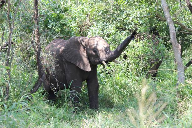 istock Elephant gives warning / Olifant waarschuwt eerst 692199796