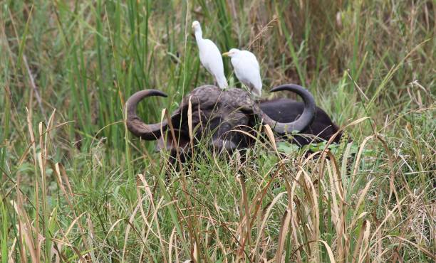 water buffalo with to cattle egrets on back / waterbuffel met twee ibissen - egret water bird wildlife nature imagens e fotografias de stock