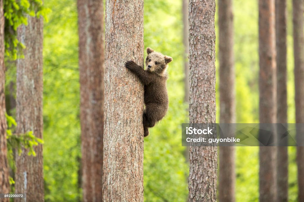 « Escalade Cub » - Photo de Ourson libre de droits
