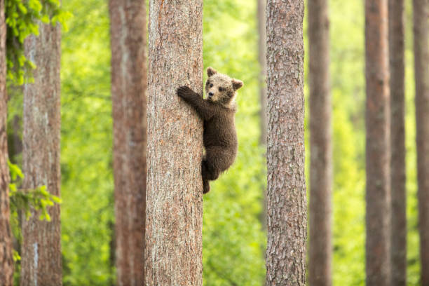 'Climbing Cub' A bear Cub Climbing a tree trunk. summer 2015, Finland. bear cub stock pictures, royalty-free photos & images