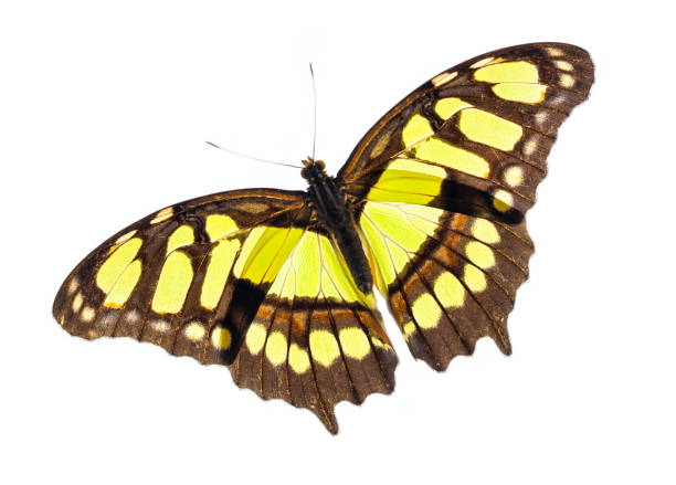 istock yellow butterfly on a white background 692200090