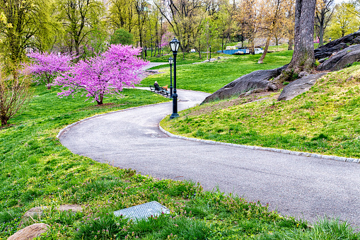 Central Park Spring - New York City