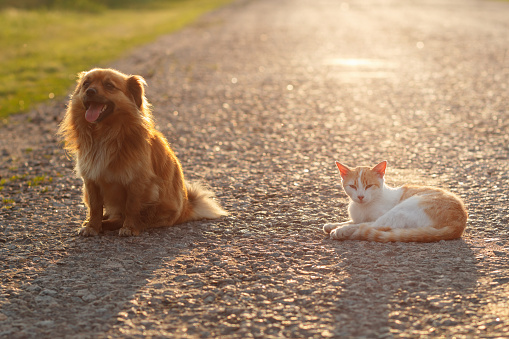 Cat and dog resting together on the warm asphalt road. Sunset