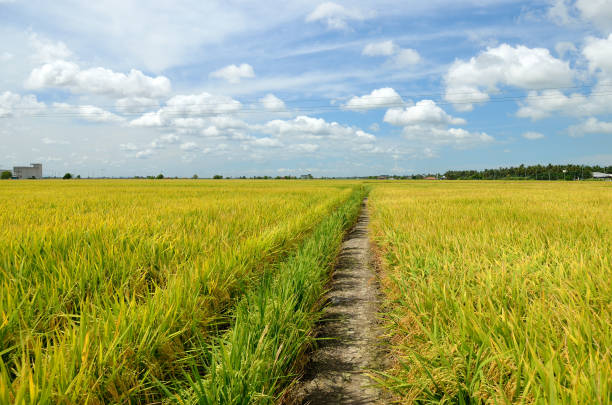 istock The Asian rice crop at Sekinchan, Malaysia 692201828