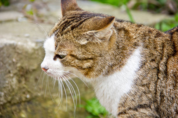 Cat looking