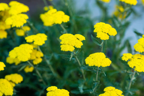 istock clusters of tiny yellow flowers in larger clusters 692211010