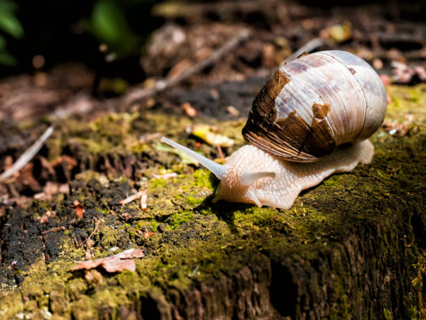 istock Big Snail Closeup on the trunk of old tree. 692211094