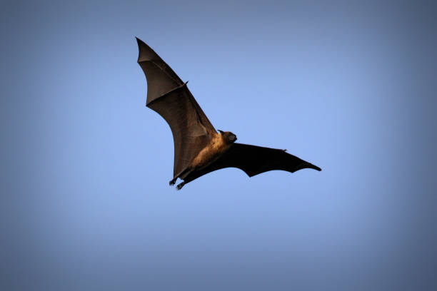 istock Flying fox, huge bat on Ukulhas, Maldives 692211944