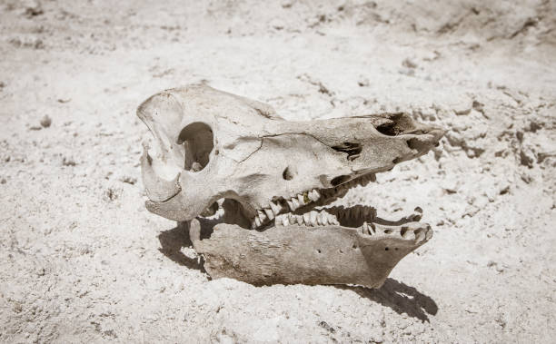 istock Cattle skull in the desert 692214460