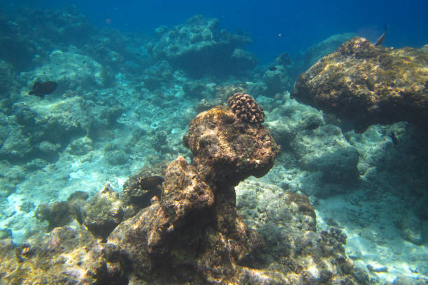 istock Underwater reef with fishes and corals on Ukulhas, Maldives 692214556
