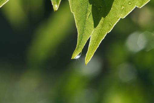 The sun in a drop of rain on a leaf