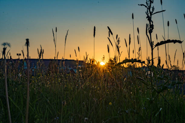 istock Meadow with a setting sun in the background 692217970