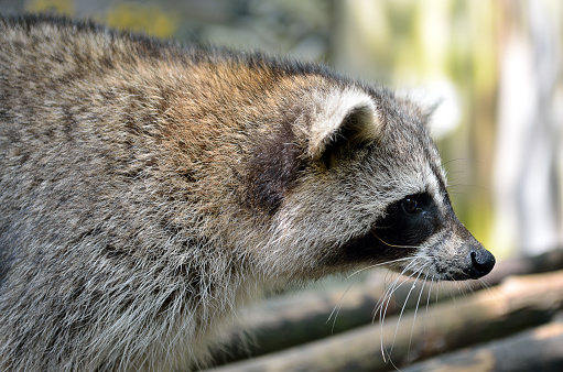 Stock image of a Racoon (Procyon Iotor)