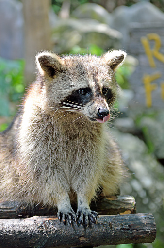 Stock image of a Racoon (Procyon Iotor)