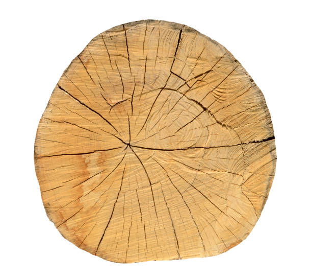 istock Oak tree, Round cut logs, isolated on the white background. 692220874