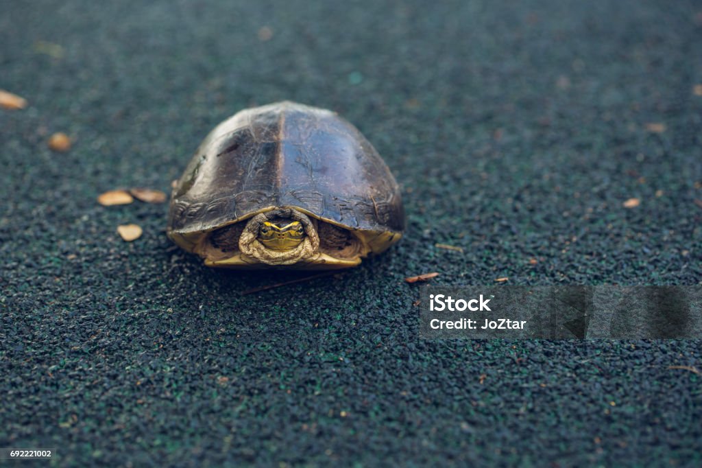 Turtle is shy inside shell on the floor, take head for looking someone. Animal abstract background. Animal Stock Photo