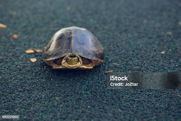 Turtle Is Shy Inside Shell On The Floor Take Head For Looking Someone Animal Abstract Background Stock Photo - Download Image Now