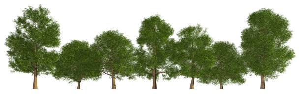 istock Trees in a row isolated on white 3d illustration 692221092