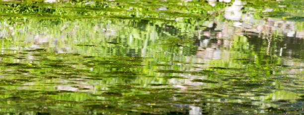 istock Green mud in the pond as a background 692221130