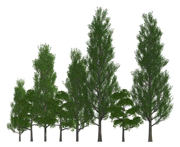 istock Trees in a row isolated on white 3d illustration 692221316