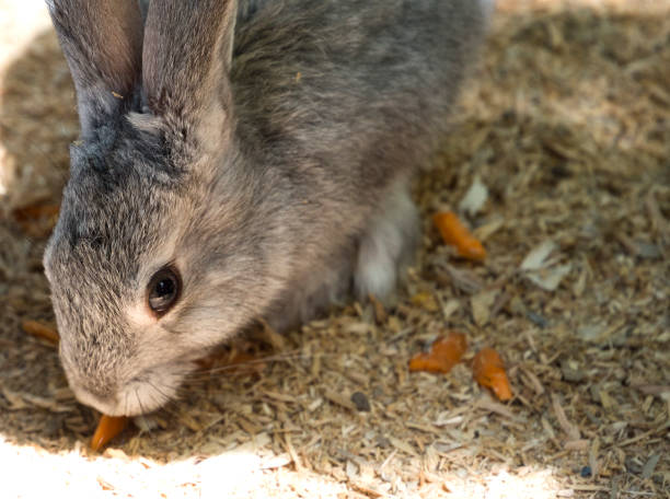 istock Children feed rabbit in contact petting zoo 692221354