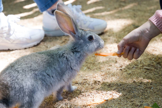 istock Children feed rabbit in contact petting zoo 692221356