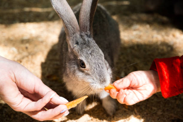 istock Children feed rabbit in contact petting zoo 692221366