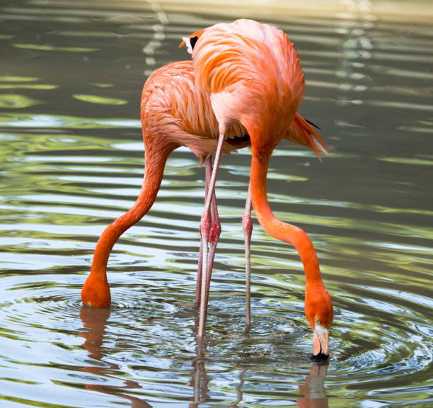istock Pink flamingo on a pond in nature 692221626
