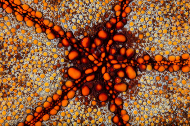 Orange starfish isolated on white background.