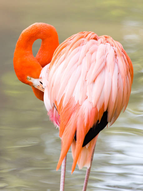 istock Pink flamingo on a pond in nature 692224034