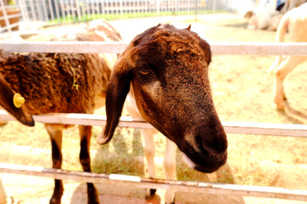 istock brown goat face in the fence 692224122