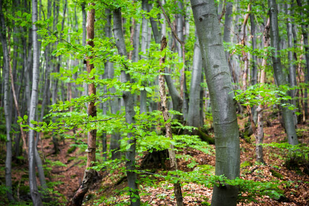 istock Fresh green spring leaves growing in a forest 692224352
