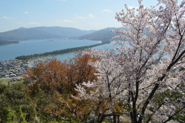 istock Sunny spring day, Amanohashidate with Cherry tree seen from the observatory. 692224608