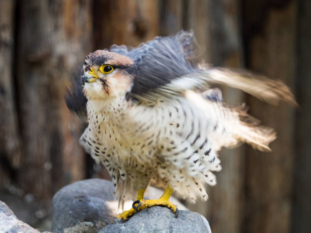 istock Portrait of a hawk at the zoo 692224760
