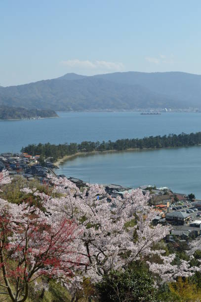 istock Sunny spring day, Amanohashidate with Cherry tree seen from the observatory. 692224788